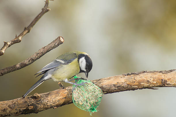 istock great tit, blue tit eats fat ball at the manger 620973658