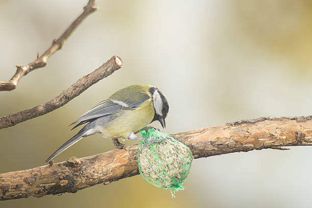 istock great tit, blue tit eats fat ball at the manger 620973954