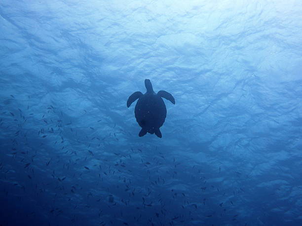 istock Silhouette of a swimming turtle st curacao 620975010