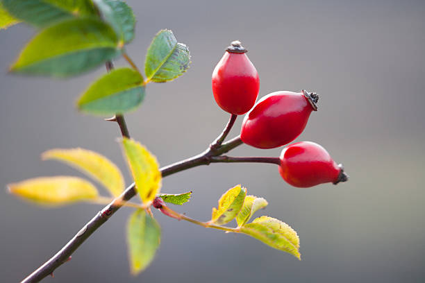 escaramujo - rosa salvaje fotografías e imágenes de stock