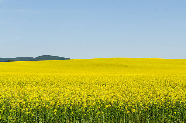 istock Yellow oilseed rape field under the blue sky with sun 620976050