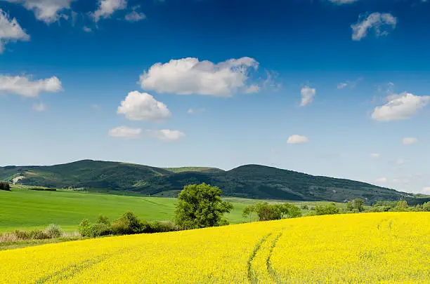 Yellow oilseed rape field under the blue sky with sunYellow oilseed rape field under the blue sky with sun