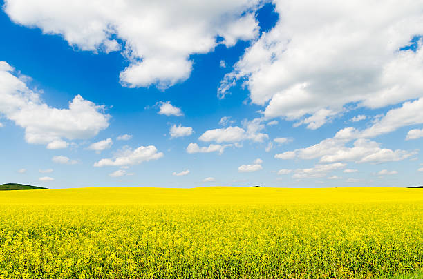 istock Yellow oilseed rape field under the blue sky with sun 620976906