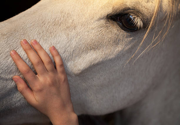 Little Girl Patting White Horse by Gently Caressing His Head stock photo