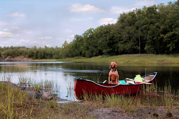Dog Ready To Canoe stock photo