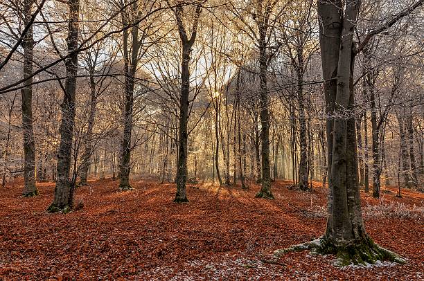 istock Magic rays of the sun fall  in winter forest. 620979164