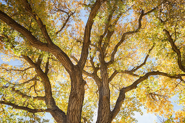beautiful autumn tree gorgeous cottonwood trees in golden autumn color create abstract nature line and pattern.  horizontal wide angle composition.  alameda bosque.  albuquerque, new mexico. cottonwood tree stock pictures, royalty-free photos & images