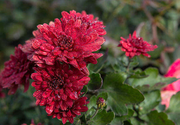 istock beautiful red flowers with dew drops 620981178