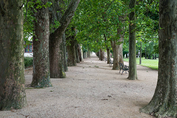 istock Sidewalk walking pavement alley path with trees in park. 620981944