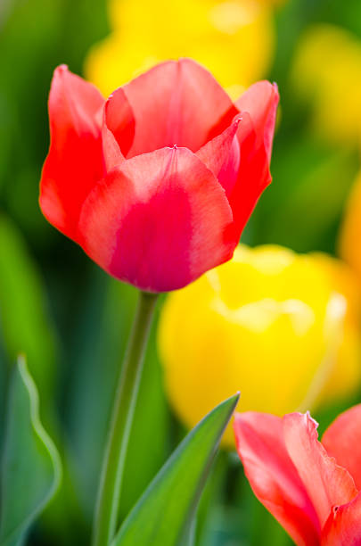 istock Amazing spring floral background, yellow tulip flowers 620982818