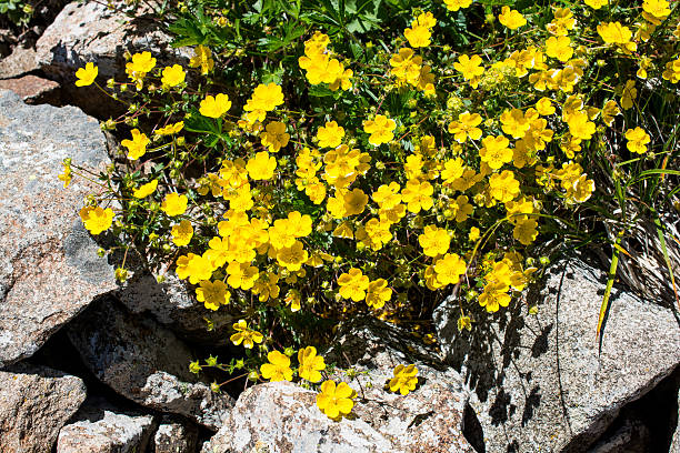 istock Beautiful flowers in nature 620983416