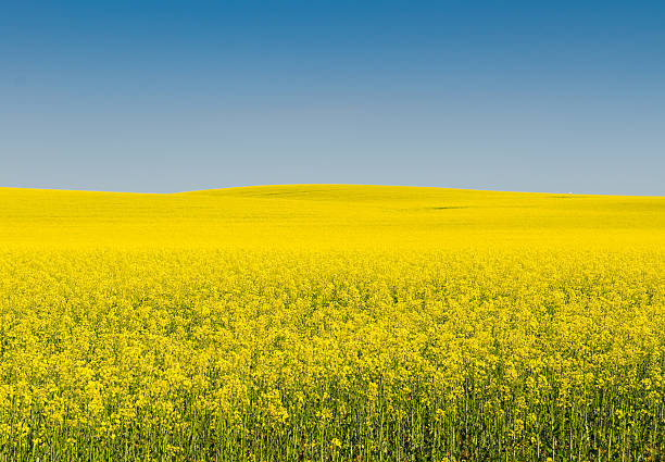 istock Yellow oilseed rape field under the blue sky with sun 620984012
