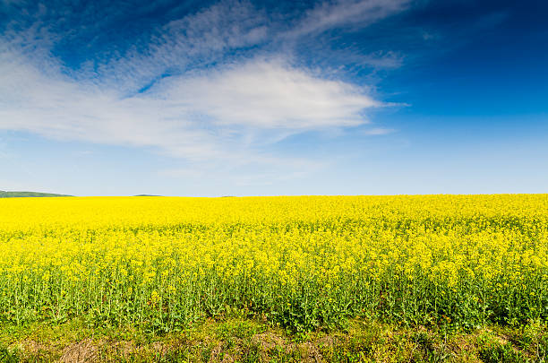 istock Yellow oilseed rape field under the blue sky with sun 620984186