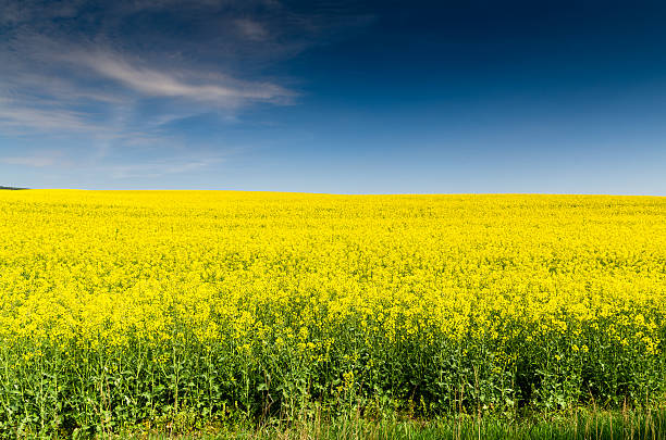 istock Yellow oilseed rape field under the blue sky with sun 620984622