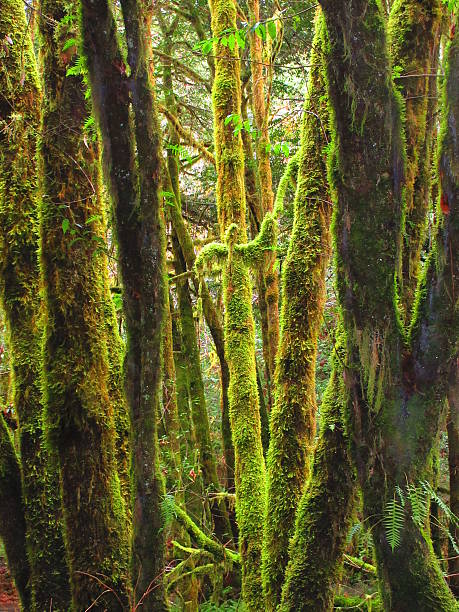 istock Shades of Green 620985216