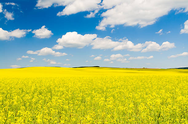 istock Yellow oilseed rape field under the blue sky with sun 620985370
