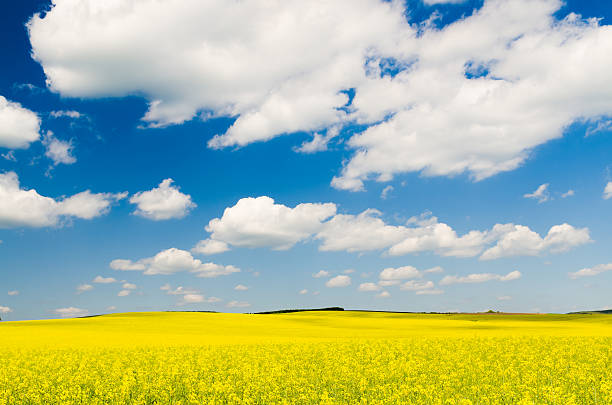 istock Yellow oilseed rape field under the blue sky with sun 620985404