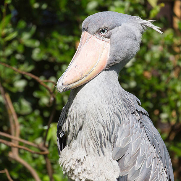 istock Side portrait of Shoebill Stork posing with intense stare 620985536