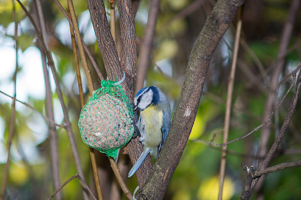 istock great tit, blue tit eats fat ball at the manger 620985548