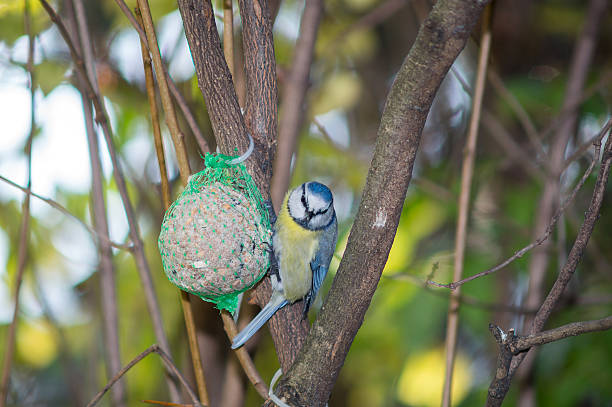istock great tit, blue tit eats fat ball at the manger 620985620