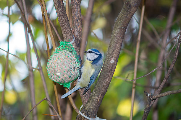 istock great tit, blue tit eats fat ball at the manger 620985656