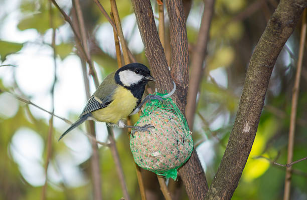 istock great tit, blue tit eats fat ball at the manger 620985712