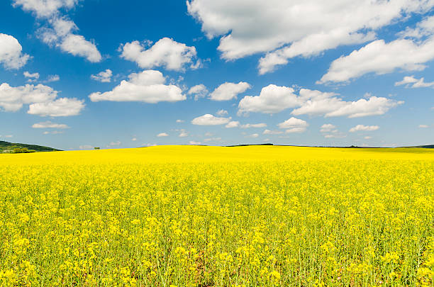 istock Yellow oilseed rape field under the blue sky with sun 620985730