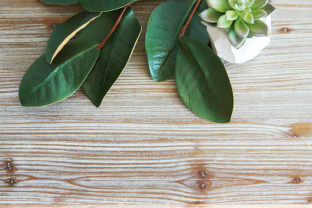 Wood grain background with Magnolia leaves and potted succulent. Room for copy. 