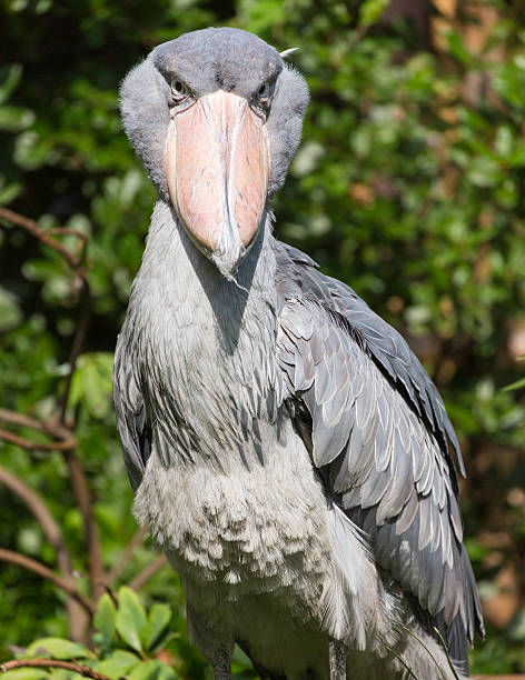 istock Frontal portrait of Shoebill Stork staring intensely 620985874