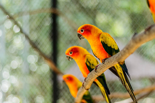 istock Beautiful colorful parrot, Sun Conure (Aratinga solstitialis), s 620985916