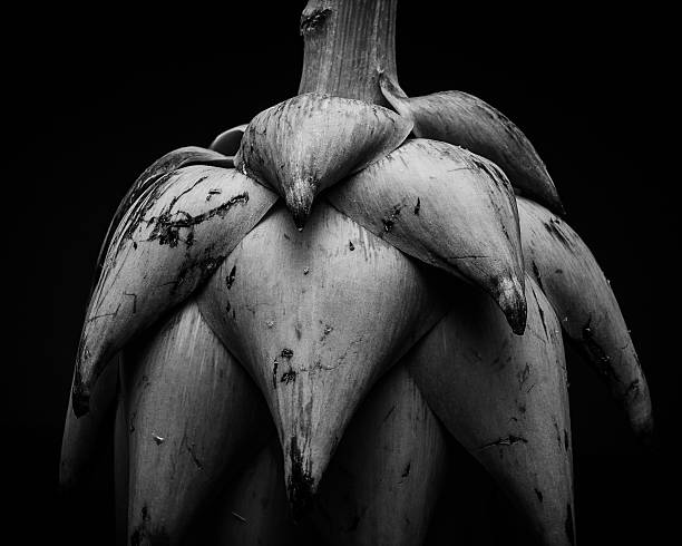 abstract image of an artichoke in black and white 