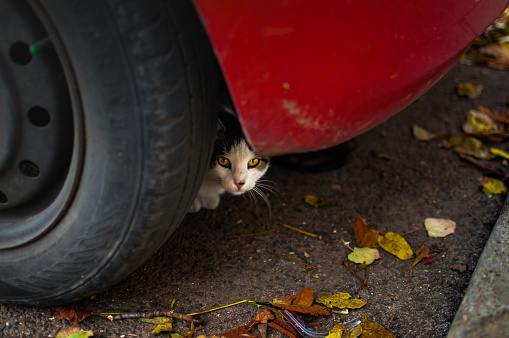 Homeless cat under car.