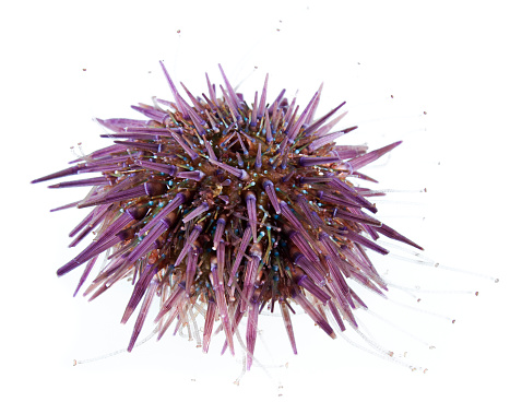 Purple sea urchin, Paracentrotus lividus, underwater studio shot, isolated on white background.