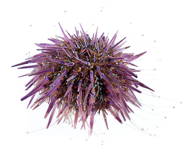 Purple Sea Urchin Isolated Purple sea urchin, Paracentrotus lividus, underwater studio shot, isolated on white background. sea urchin stock pictures, royalty-free photos & images