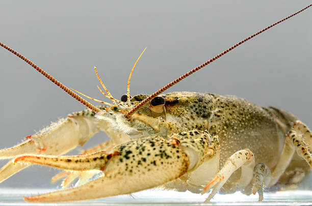 istock Live crayfish in the water close up. 620990360