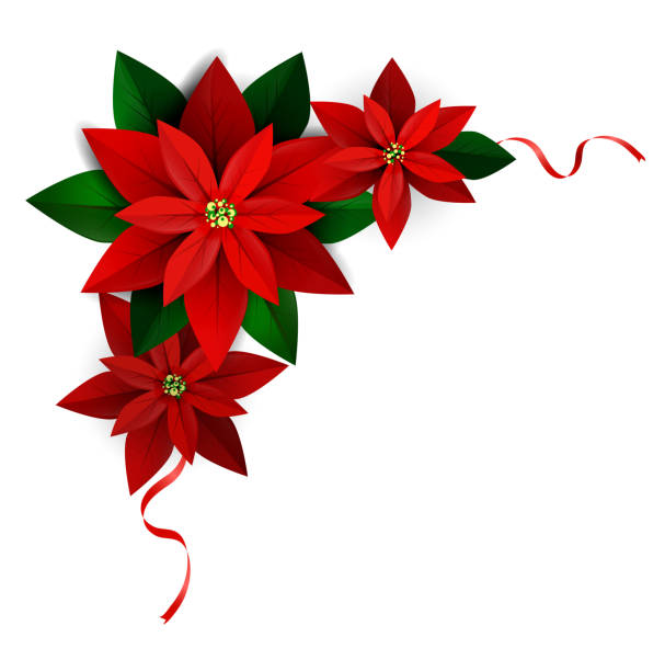 Christmas decoration on white Christmas corner decoration on white Poinsettia with ribbons Vector for you design poinsettia stock illustrations