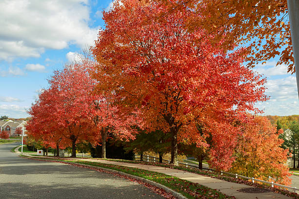 istock Autumn red maple leaves with yellow foliage background. 620992146