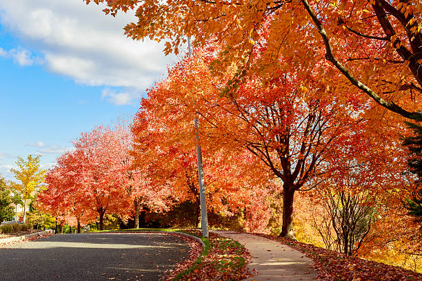 istock Autumn red maple leaves with yellow foliage background. 620992168