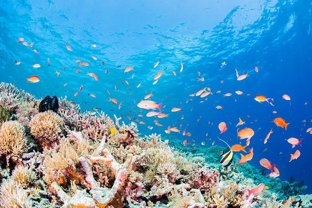 School of anthias lives in Yabiji,Miyakojima-island.