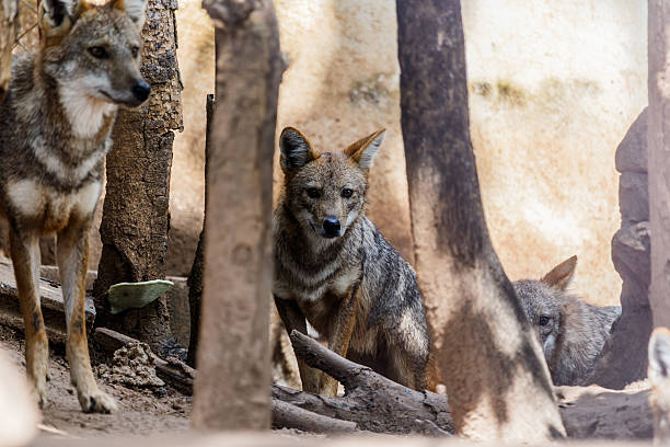 istock Golden Jackal in wildlife 620992564