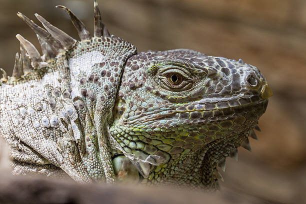 istock Closeup of an iguana reptil face 2 620992846