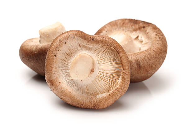 grzyb shiitake  - edible mushroom shiitake mushroom fungus chinese cuisine zdjęcia i obrazy z banku zdjęć