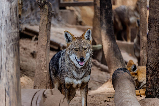 istock Golden Jackal in wildlife 620993896
