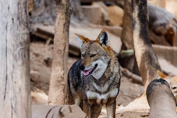 istock Golden Jackal in wildlife 620993974