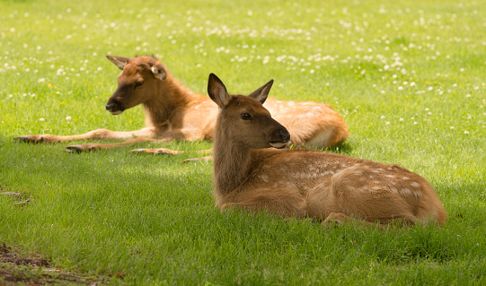 Two Elk calves lay relaxing in the grass