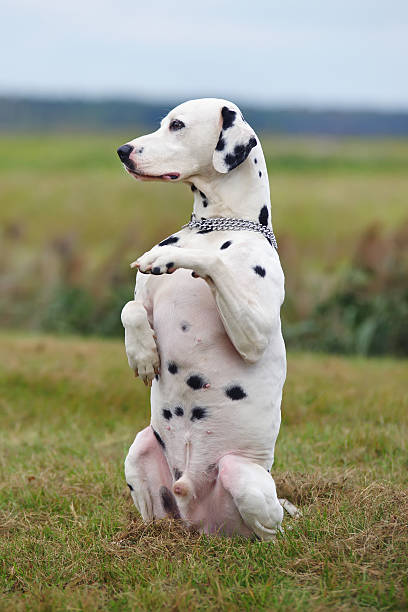 istock Dalmatian dog sitting on hind legs outdoors in green field 620994892