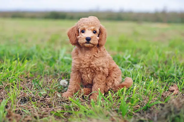 Photo of Cute red Toy Poodle puppy sitting outdoors on green grass