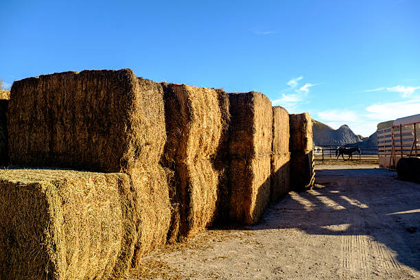 istock Bales of hay 620995308