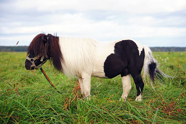 Pretty bay pony enjoying the summer grass in the english countryside.