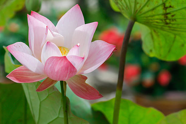 istock The beautiful blossoming lotus 620996258